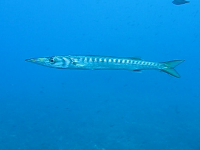 Barracuda